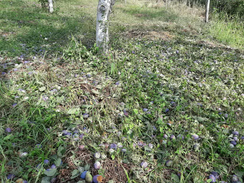 Slika 7 Uništen rod šljive