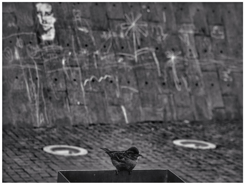 02.03.2018. Free as a bird and distorted reality