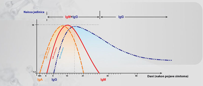 Antitela u fazama covid bolesti