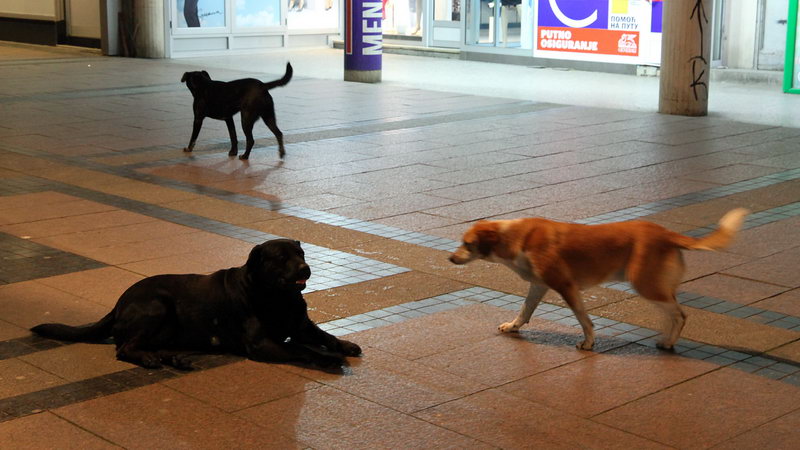 Curfew policijski cas in Nis 01