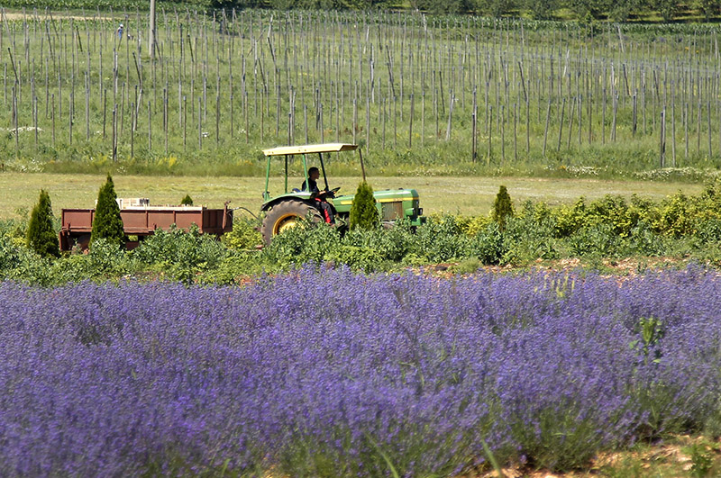 Ljiljqana Petrovic plantaza lavanda 2