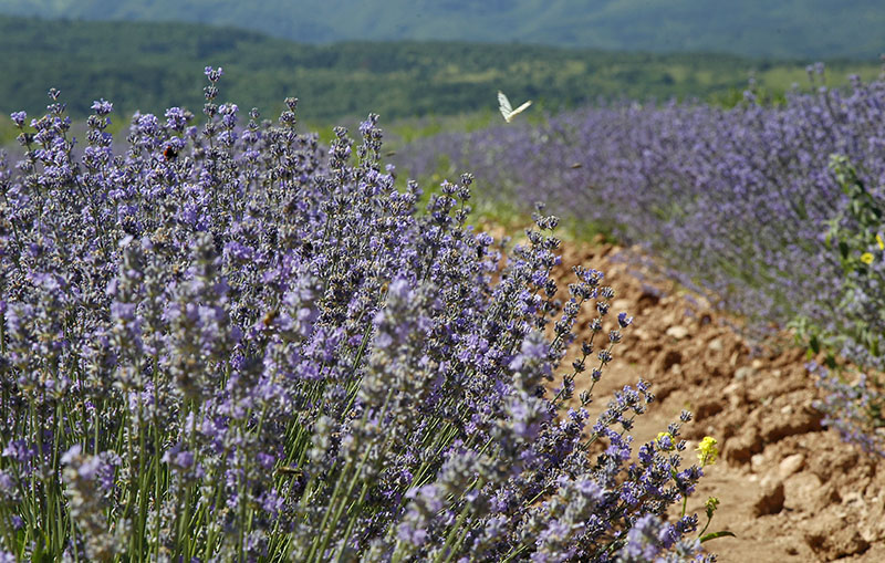 Ljiljqana Petrovic plantaza lavanda 3