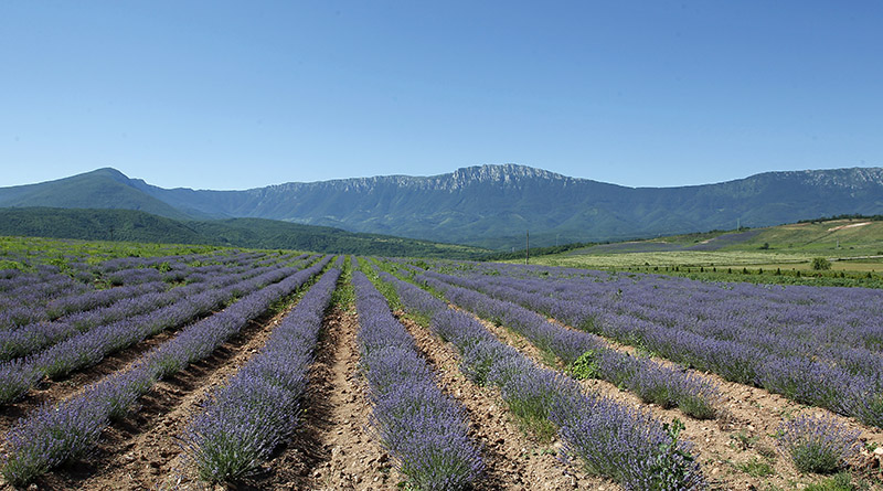 Ljiljqana Petrovic plantaza lavanda 4