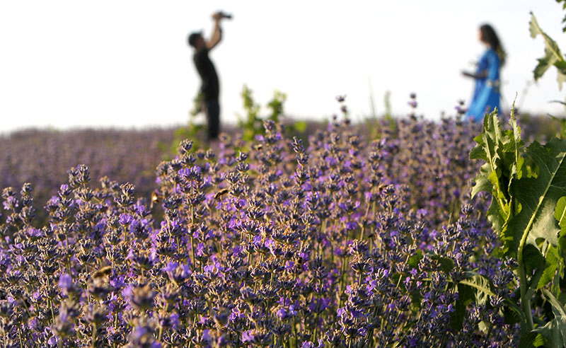 Ljiljqana Petrovic plantaza lavanda 6