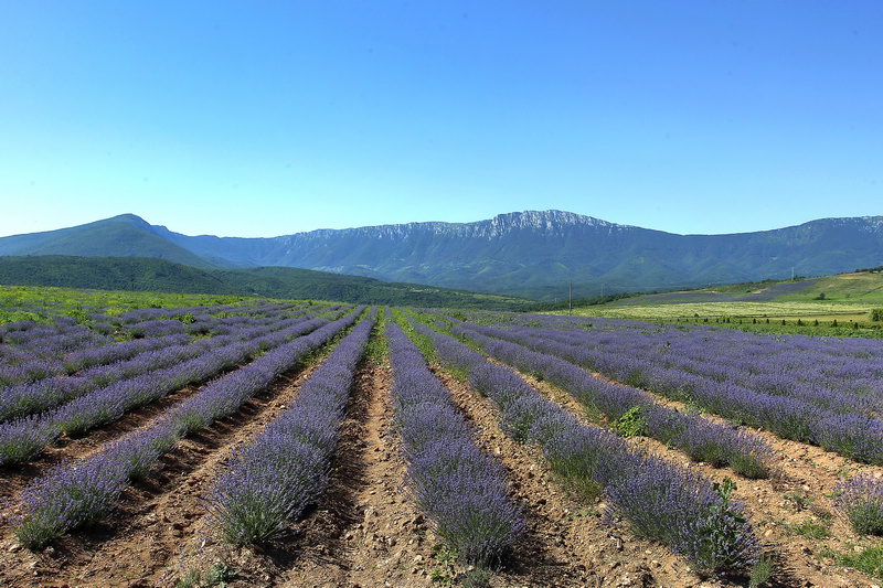 Polja Lavande Tamjanica 03