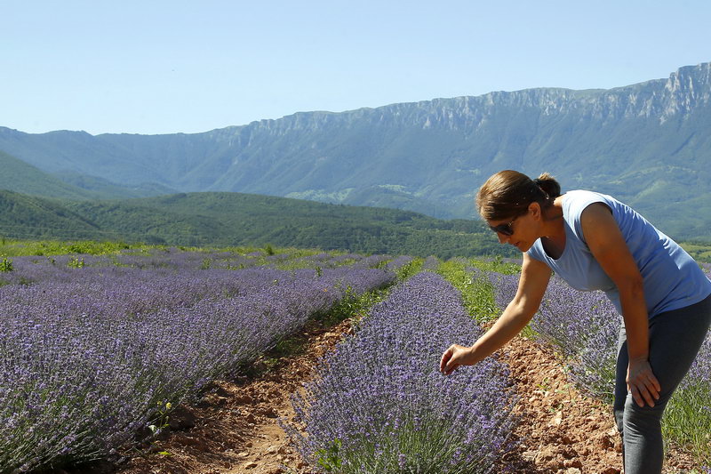 Polja Lavande Tamjanica 05
