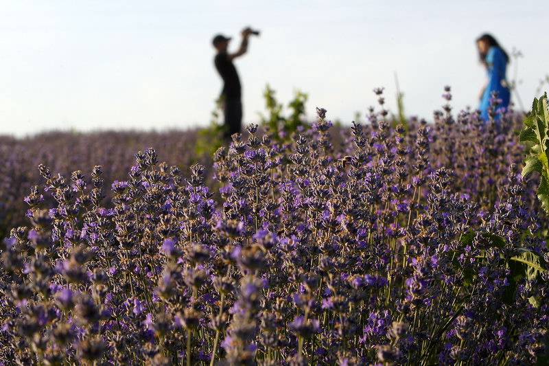 Polja Lavande Tamjanica 10