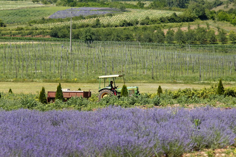Polja Lavande Tamjanica 16