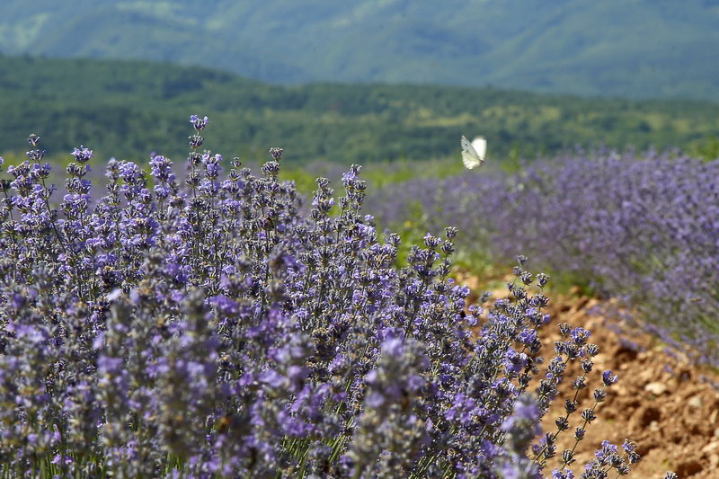 Polja Lavande Tamjanica 17