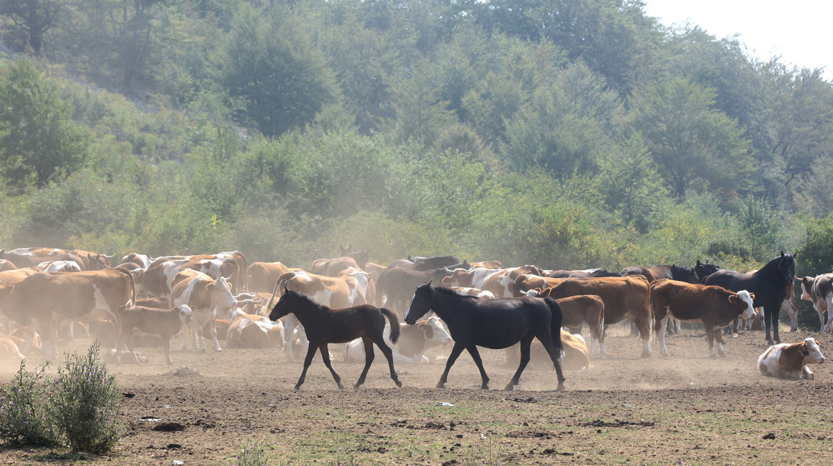 Susa Suva planina 2024 11 2