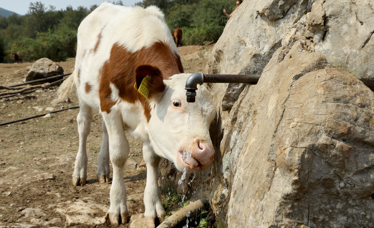 Susa Suva planina 2024 5 2