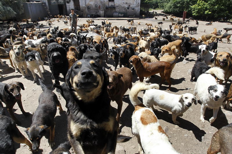 azil za pse SasePesica 1