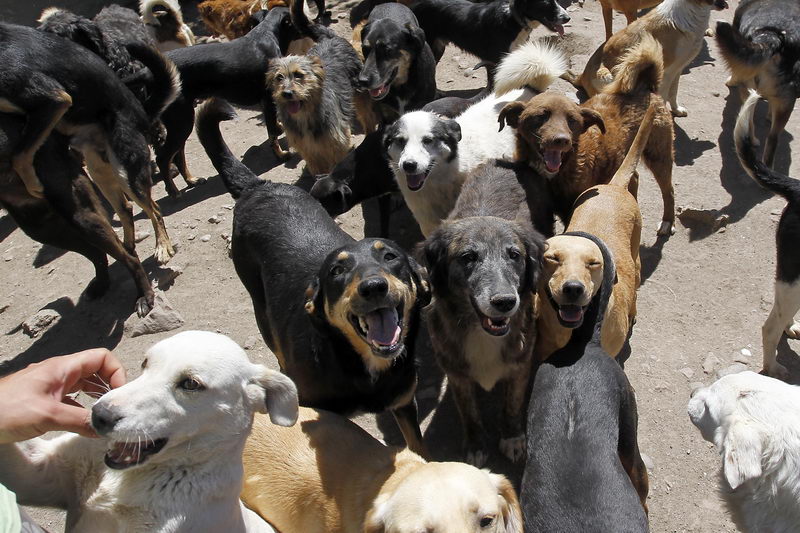 azil za pse SasePesica 2