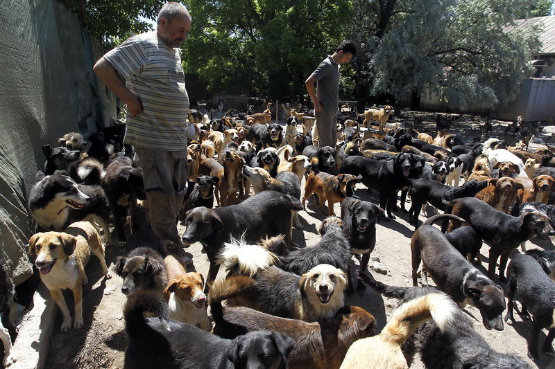 azil za pse SasePesica 6