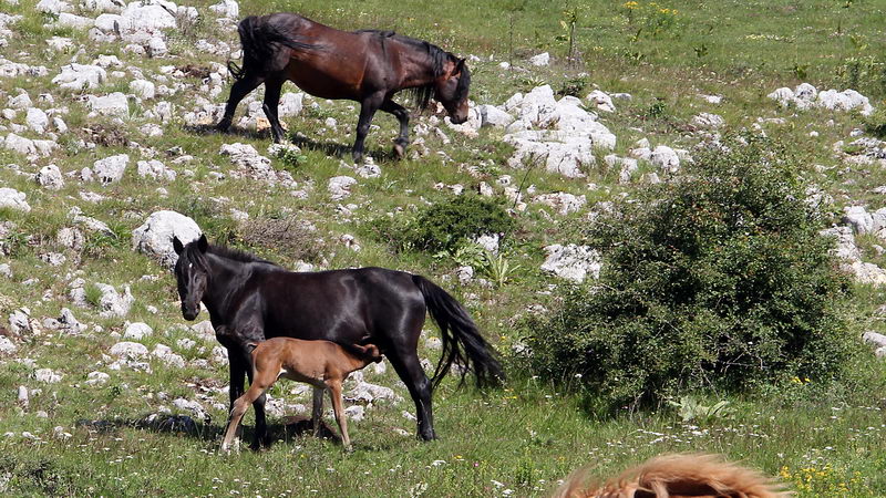 divlji konji suvaplanina 05