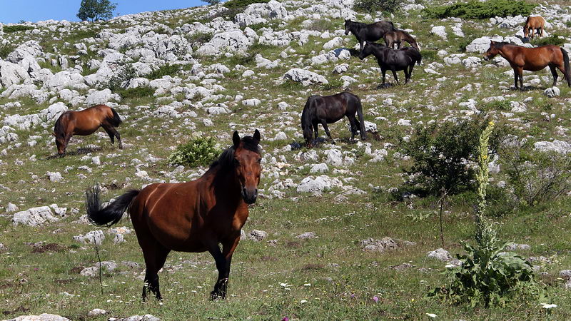 divlji konji suvaplanina 06
