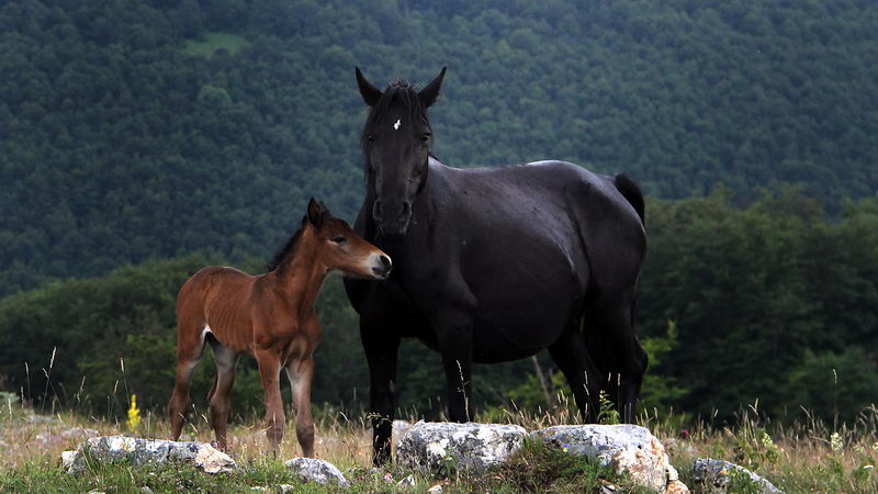divlji konji suvaplanina 11