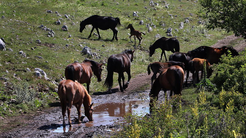 divlji konji suvaplanina 15