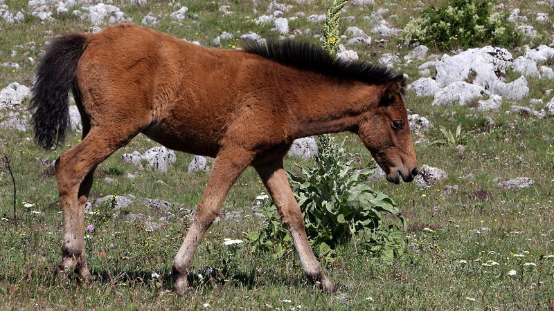 divlji konji suvaplanina 18