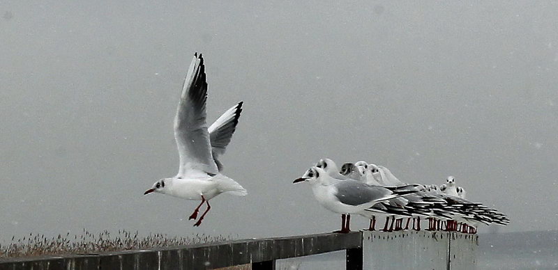 ekologija prirodna stanista 3