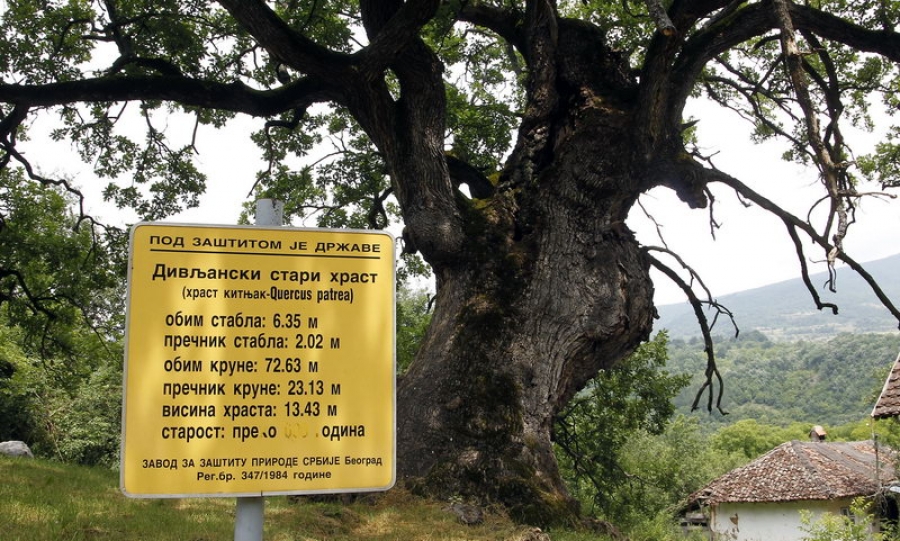 Hrast u Divljani preživljava više od jednog veka