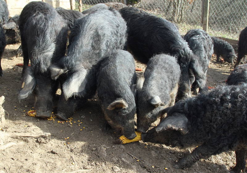 Farma mangulica 3