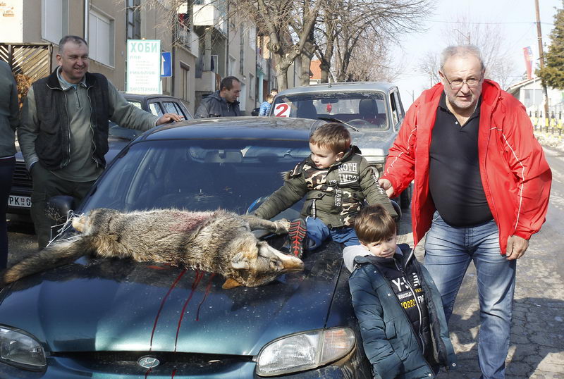 Hajka na vukove 07
