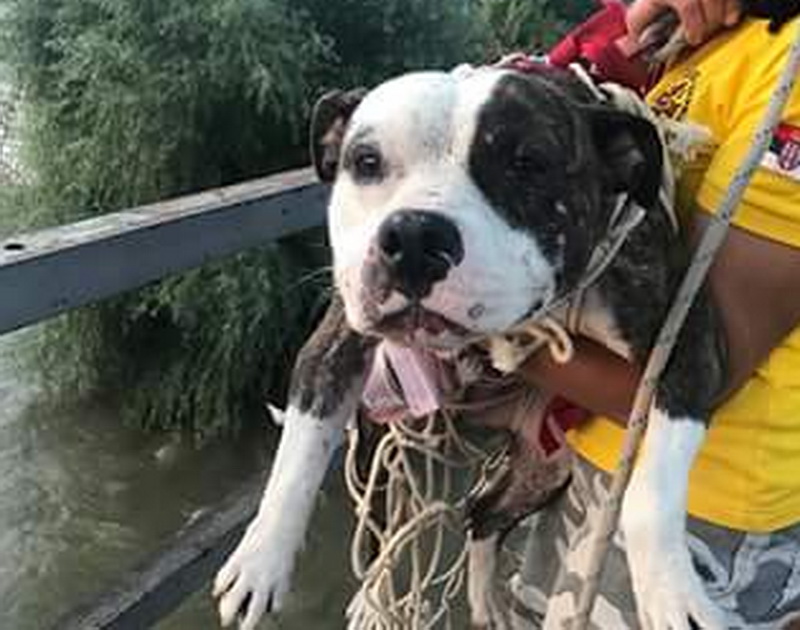 Pit bul spasavanje 1