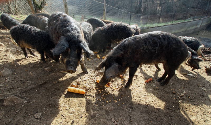 Karatista iz Svrljiga vratio mangulice na obronke Svrljiških planina