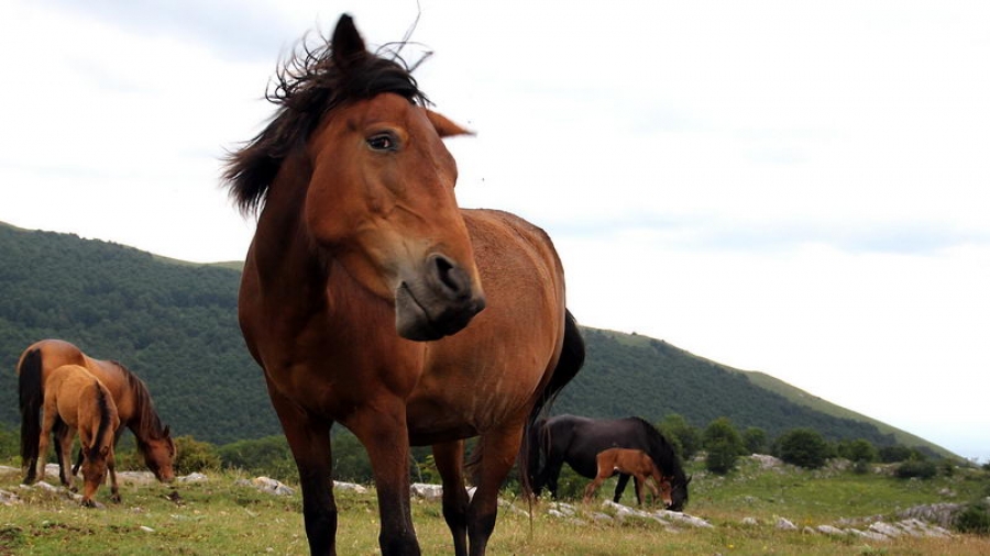 Ničiji dorati na Suvoj planini