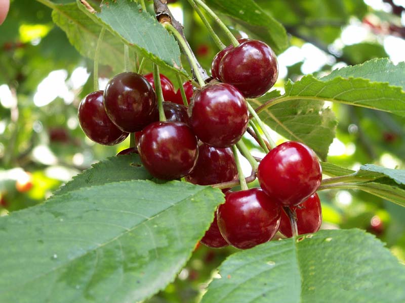 oblacina visnja 1