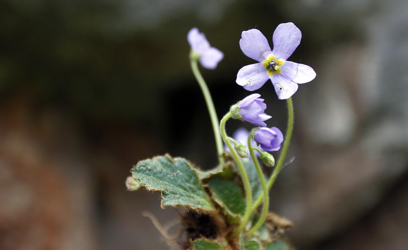 ramonda serbika 4