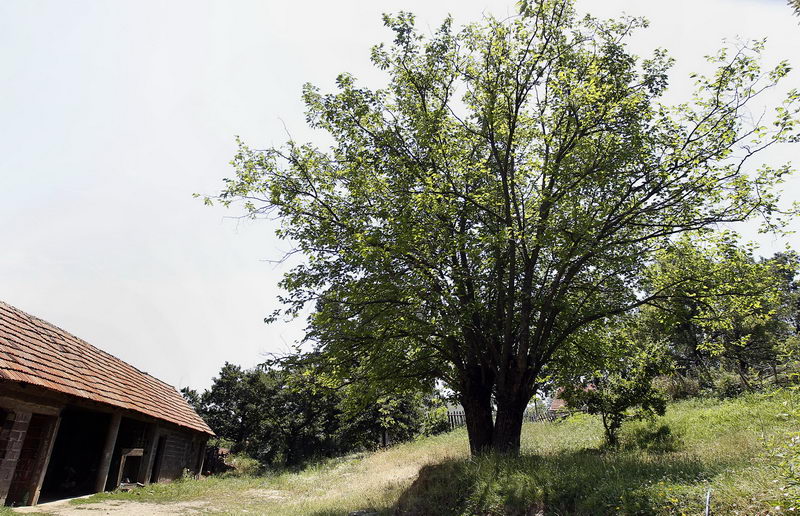selo Padina 1