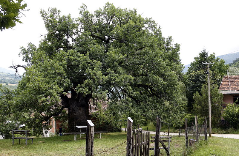 stari hrast 1