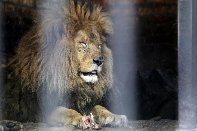 zoo vrt Jagodina 01