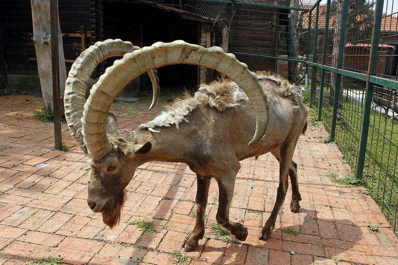 zoo vrt Jagodina 06