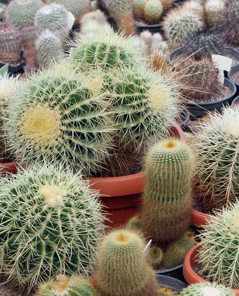 kaktus5