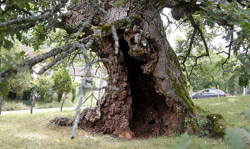 stari hrast 5