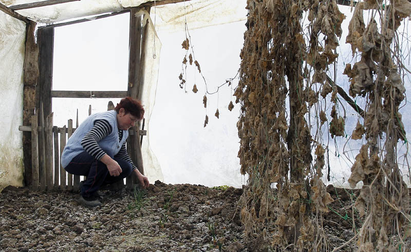 svrljig plastenici 2