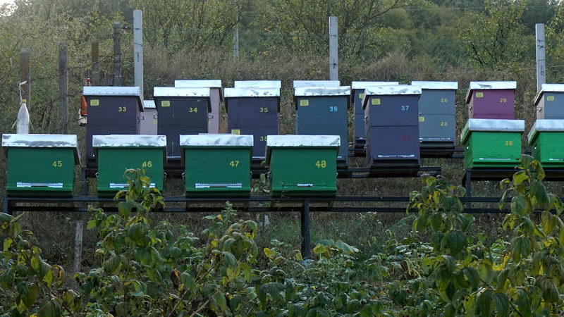 uspesanzivotnaselu pcelarka 2