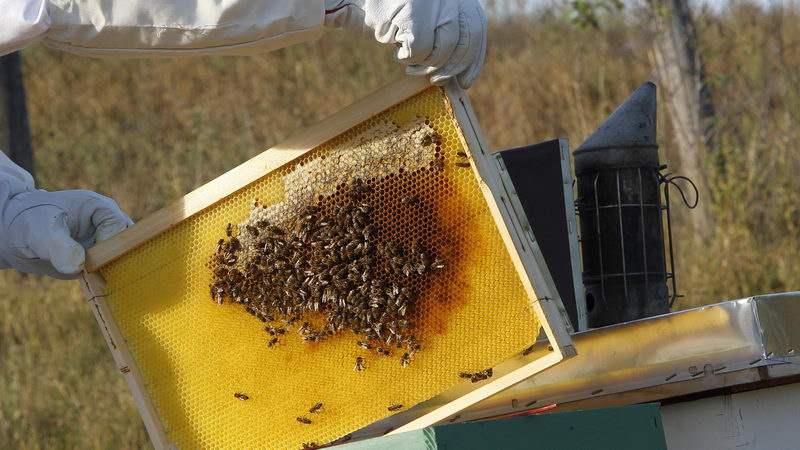 uspesanzivotnaselu pcelarka 7