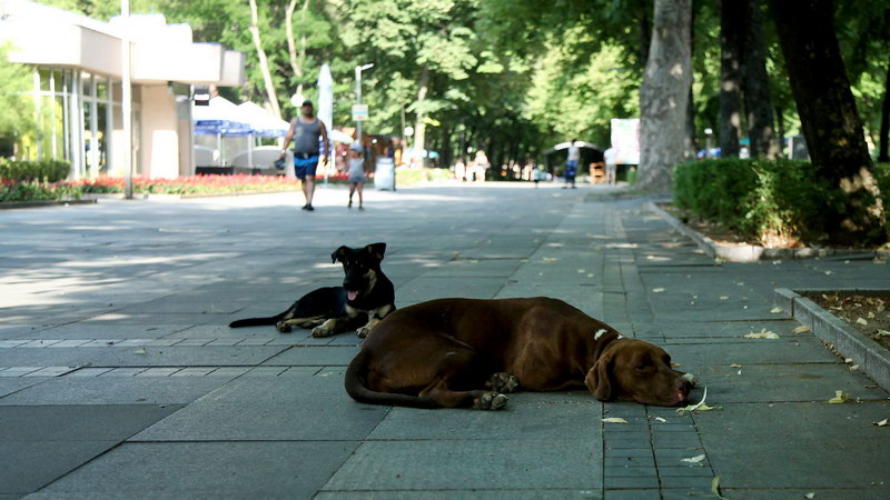 vrucina nis jul 2021 08