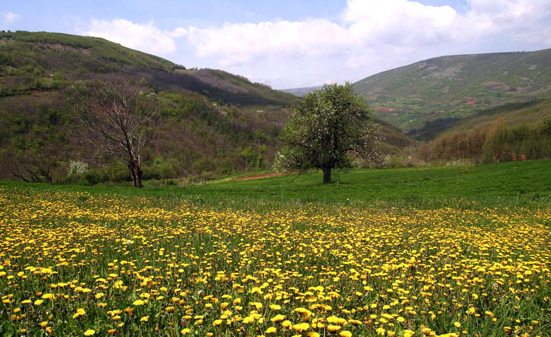 zaplanje lekovitobilje 10