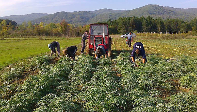 zaplanje lekovitobilje 7