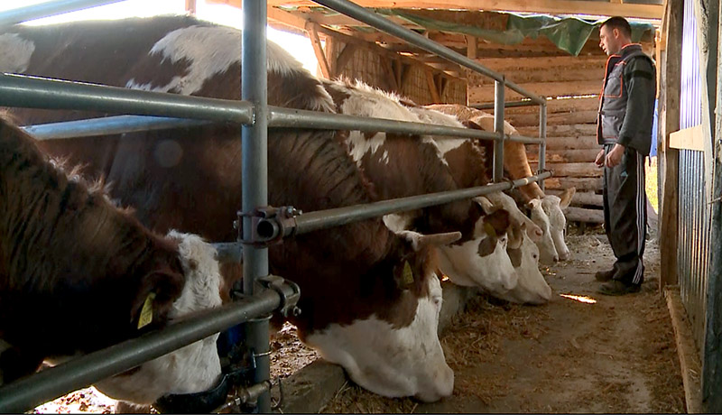 zivot na selu Mezgraja 4