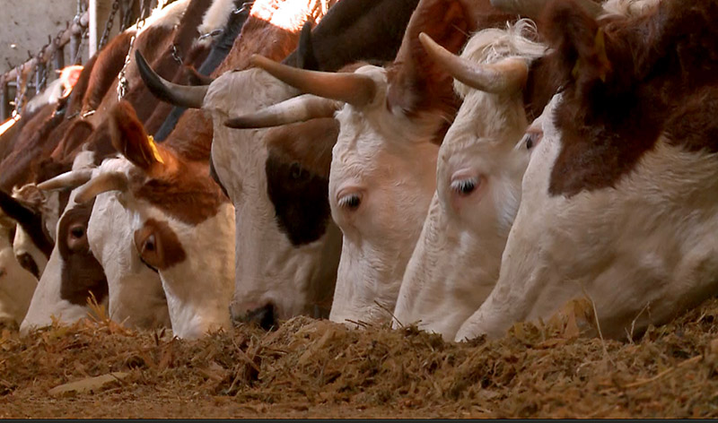 zivot na selu Mezgraja 8