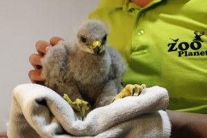 U "Zoo planetu" čuvaju orlića ispalog iz gnezda