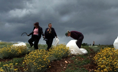 Lekovito bilje &bdquo;osvaja&ldquo; sve veći broj zaplanjskih njiva