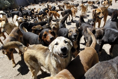 Spasavanje štenaca odredilo njegov životni poziv, danas čuva 800 pasa