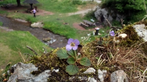 Milione godina preživele na steni